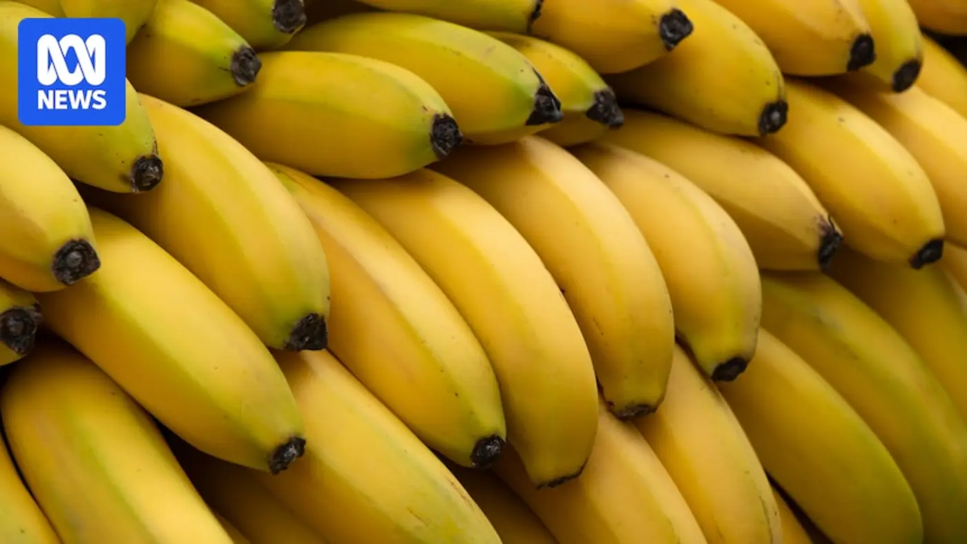 genetically modified banana could prevent a global crop collapse