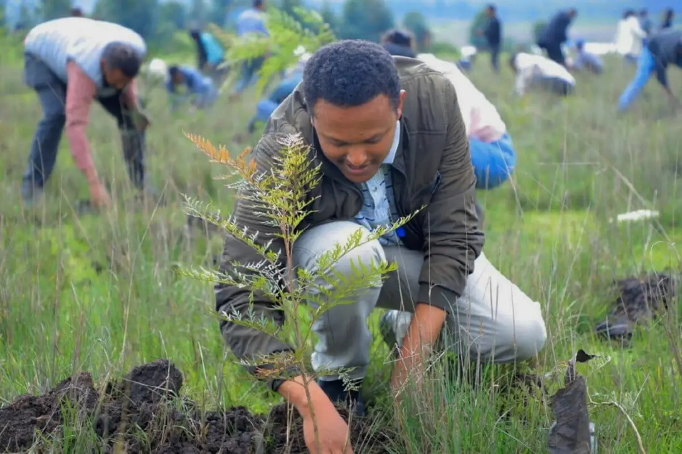 therex27s less land available for reforestation than we think study finds
