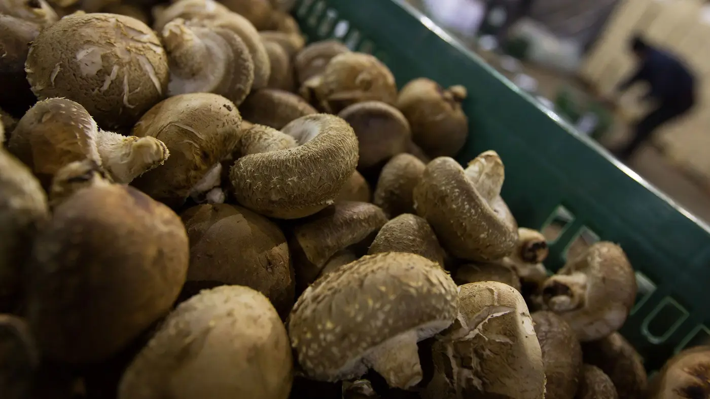 mushroominfused chips an alternative to using rare earths in memristors