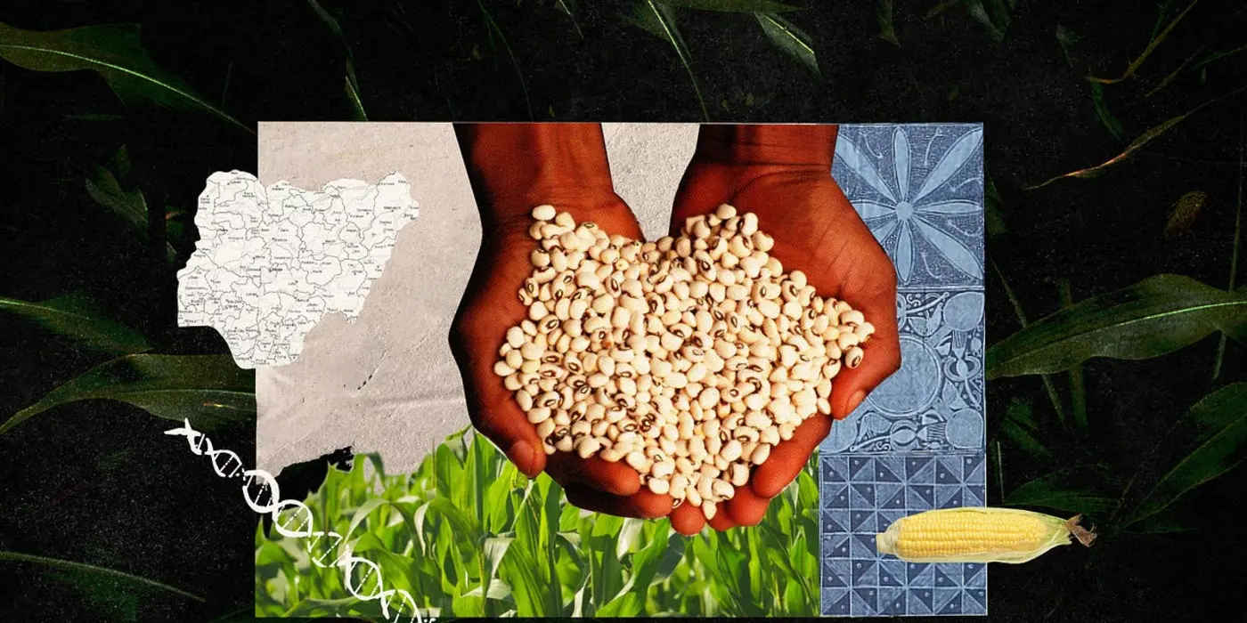why nigeria accepted gmos