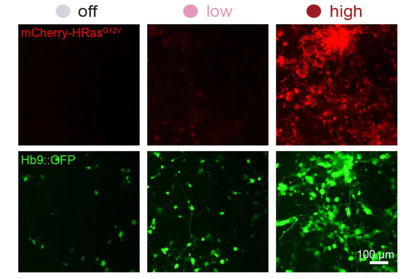 a new system can dial expression of synthetic genes up or down