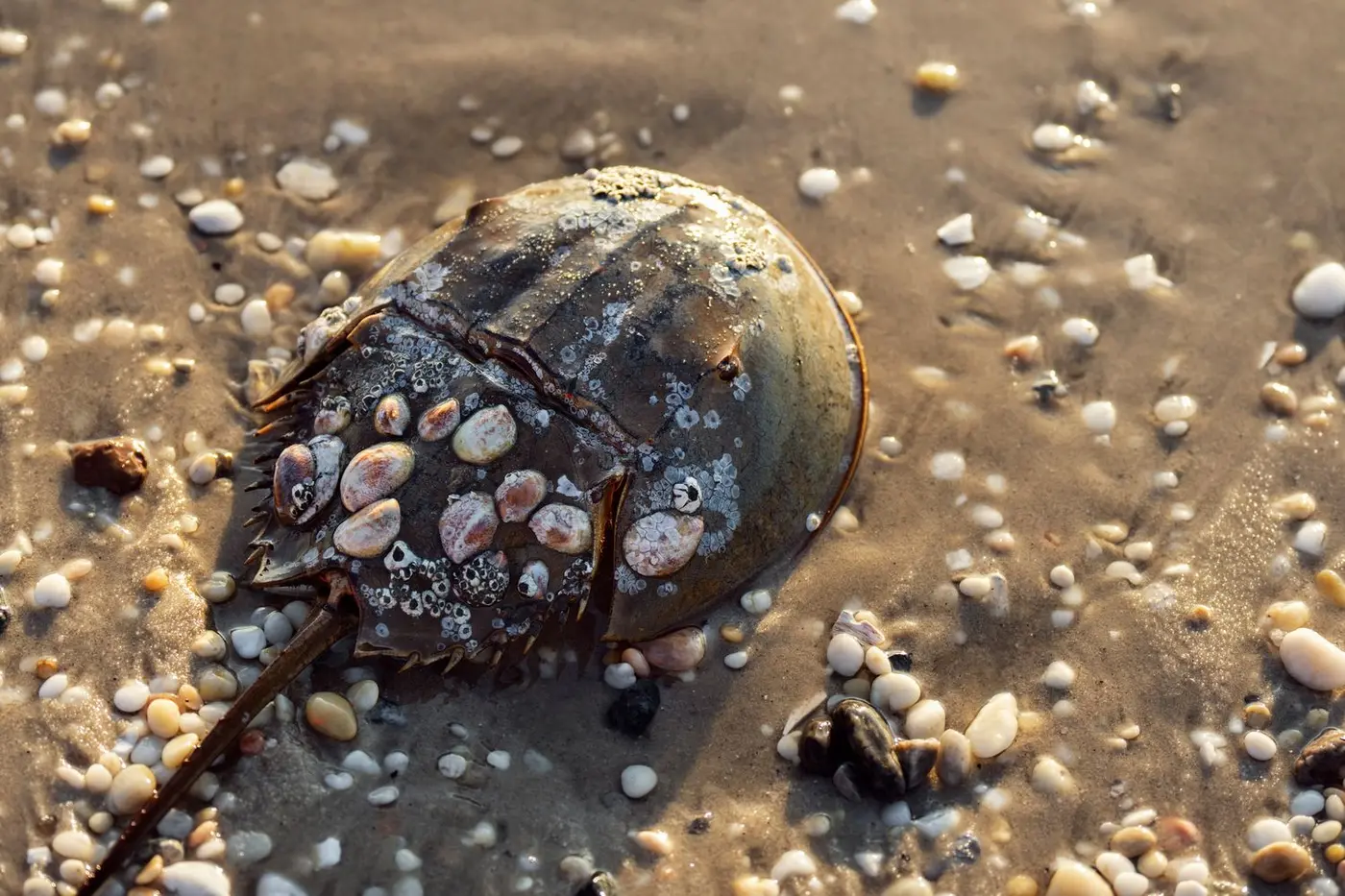 alternatives that spare horseshoe crab blood might be breaking through