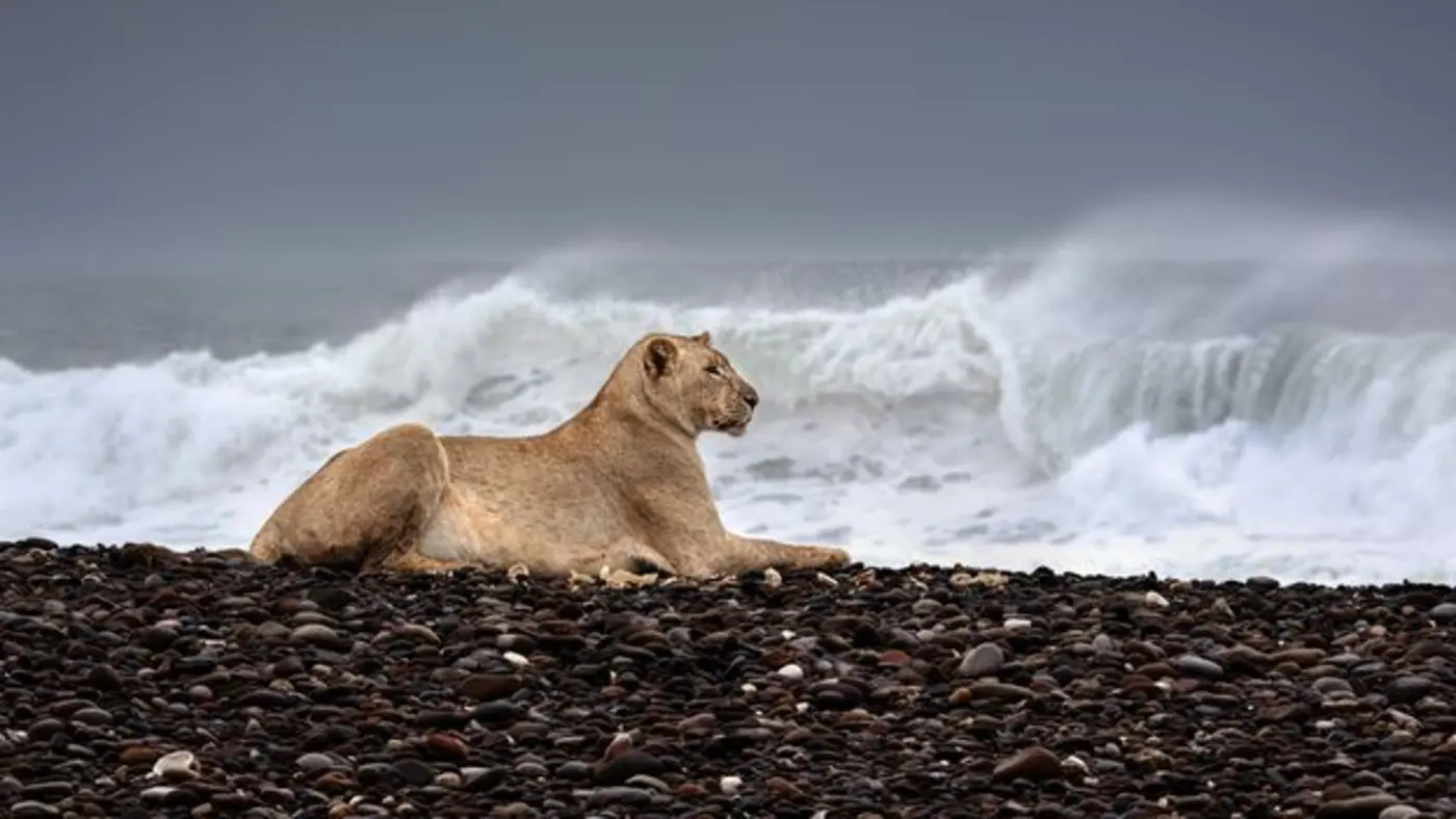 maritime lions hunting seals on the beach