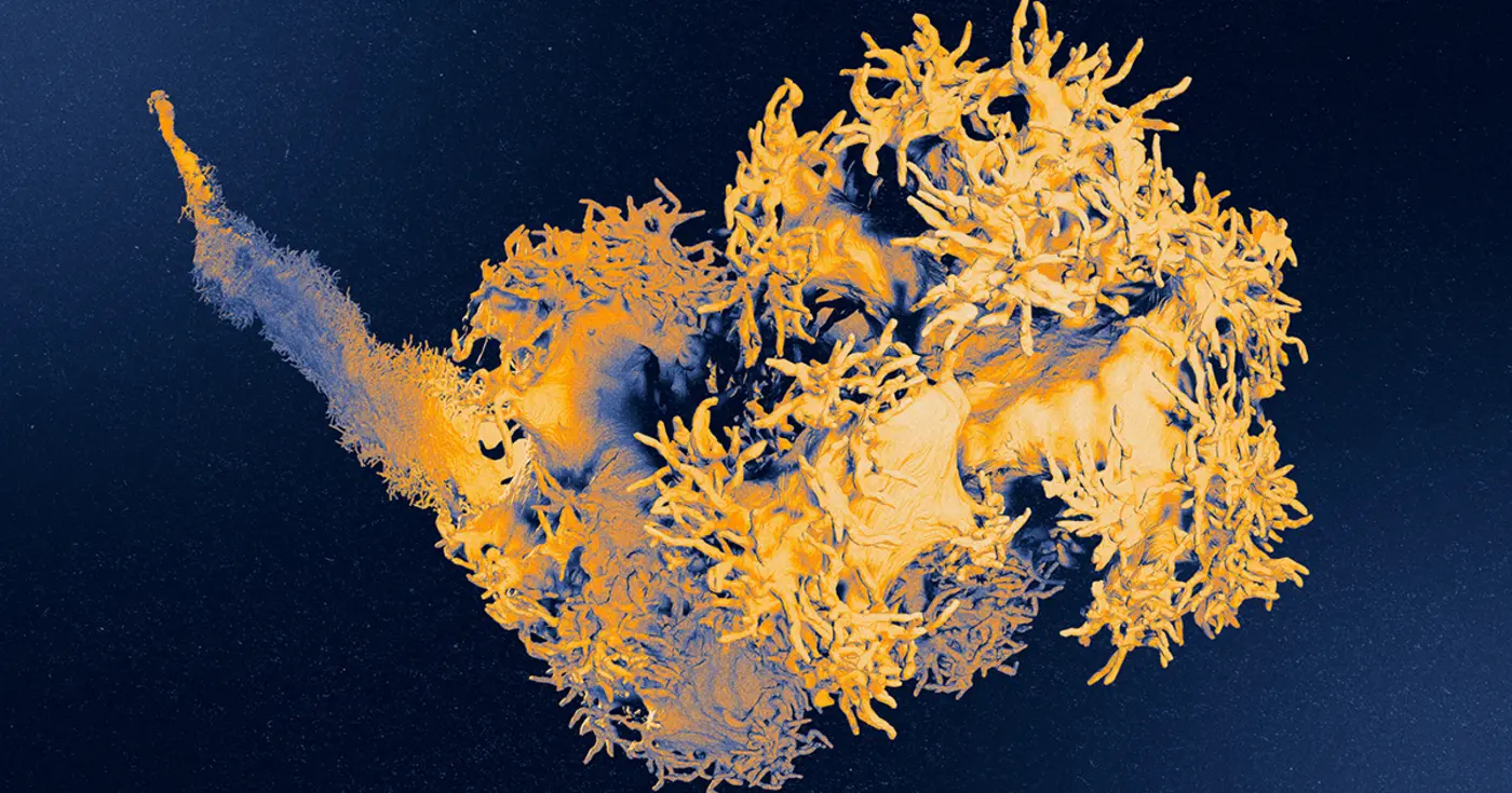 touch our most complex sense is a landscape of cellular sensors