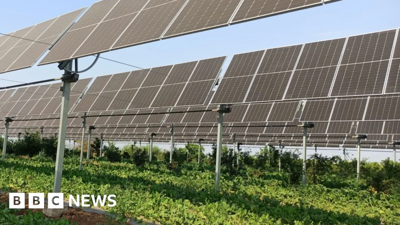 farming under solar panels