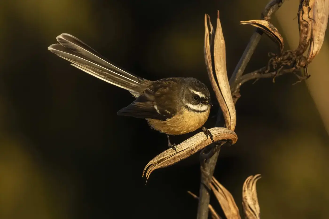 show hn fantail slms for coding agents