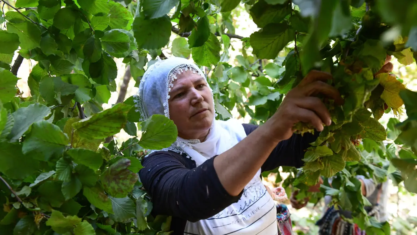 nutella maker in hazelnut standoff with turkish dealers