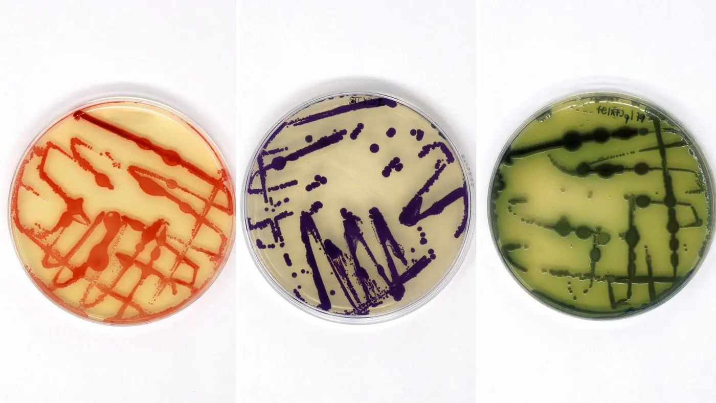 scientists growing colour without chemicals