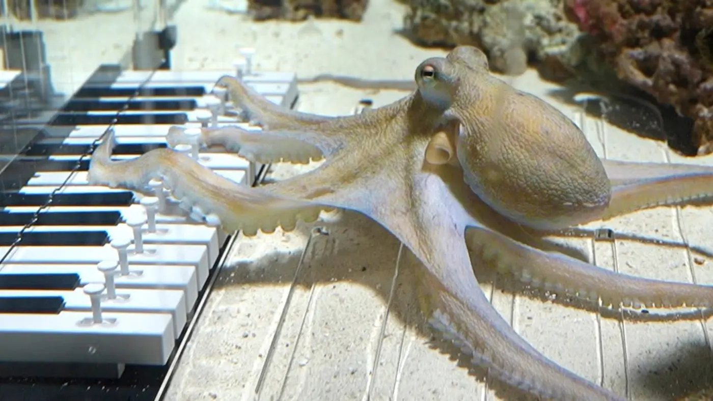 i taught an octopus piano it took 6 months video
