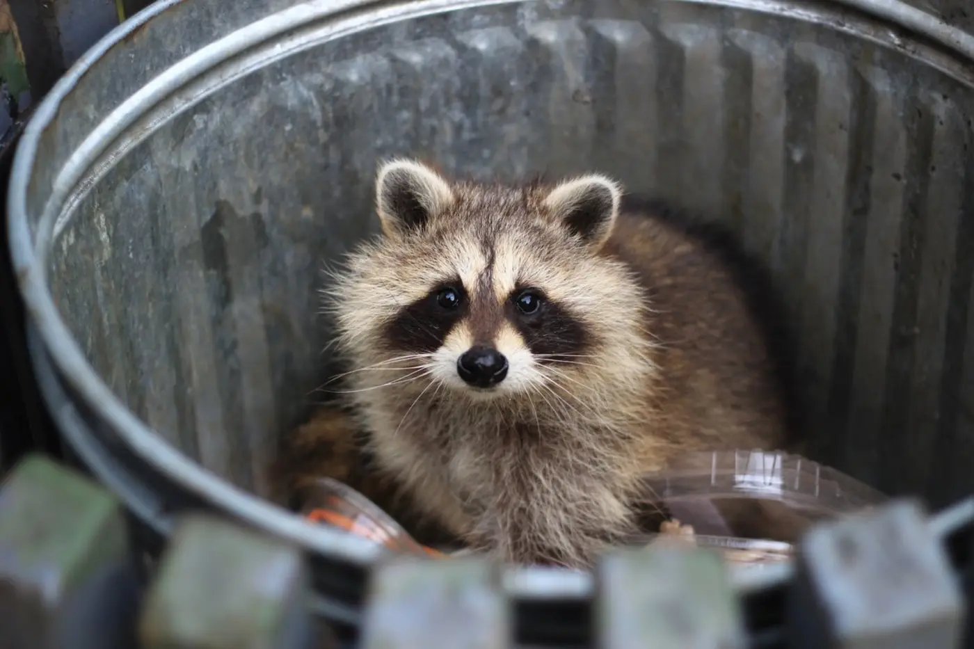 raccoons are showing early signs of domestication