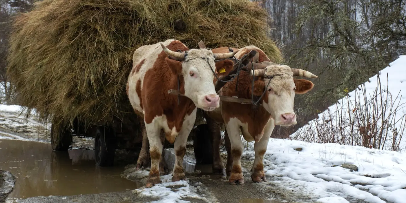 can you take an ox to oxford