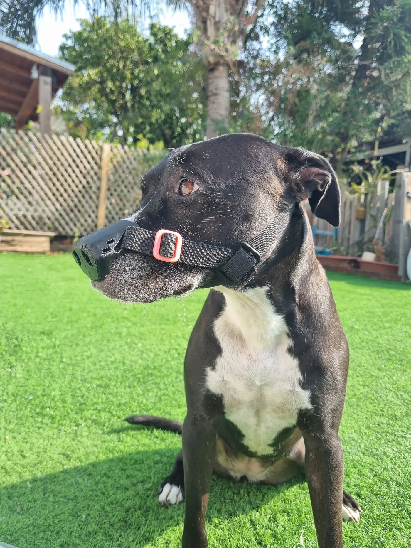 i designed and printed a custom nose guard to help my dog with dle