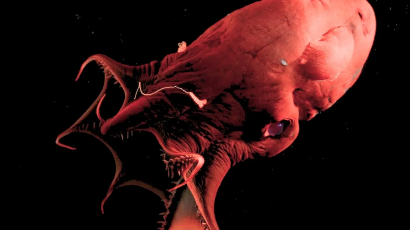 x27vampire squid from hellx27 reveals the ancient origins of octopuses