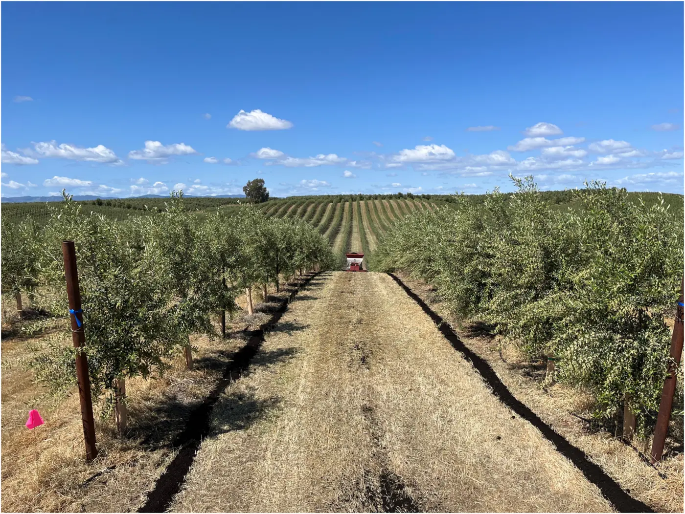 sustainable olive production in superhighdensity orchards