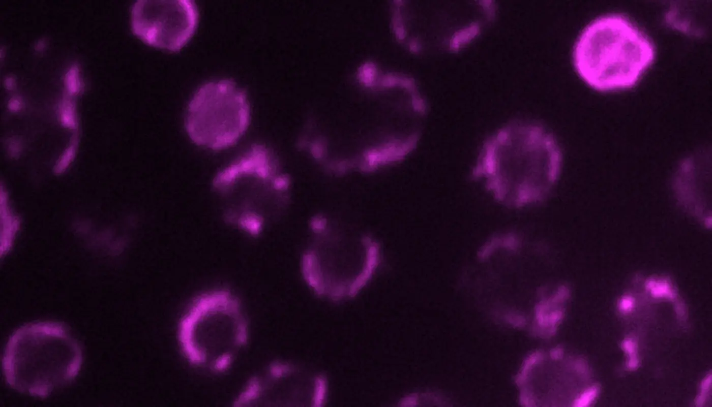 all life copies dna unambiguously into proteins archaea may be the exception