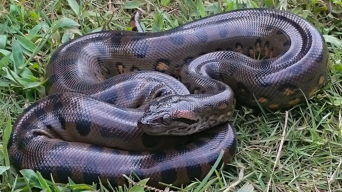 fossils reveal anacondas have been giants for over 12 million years