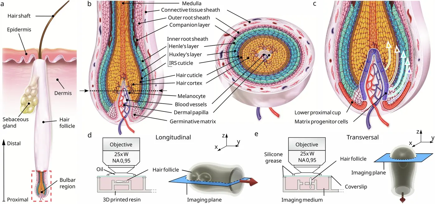 human hair grows through x27pullingx27 not pushing study shows