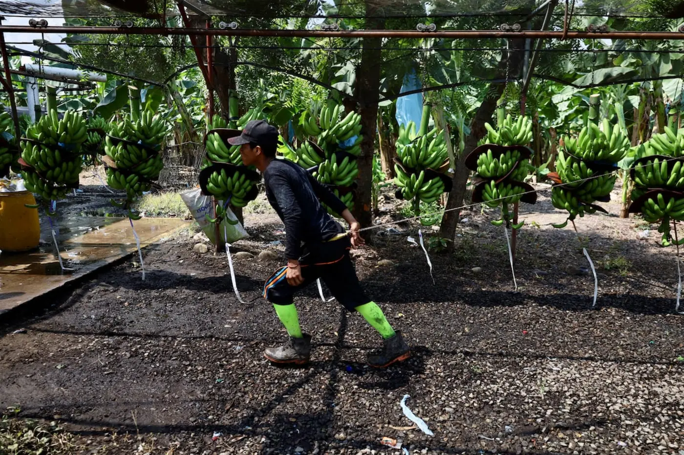 guatemalans denounce exploitation on mexican farms