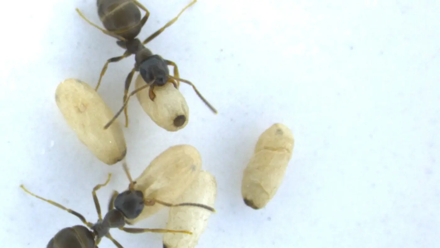 terminally ill baby ants emit chemical signal prompting adult ants to kill them