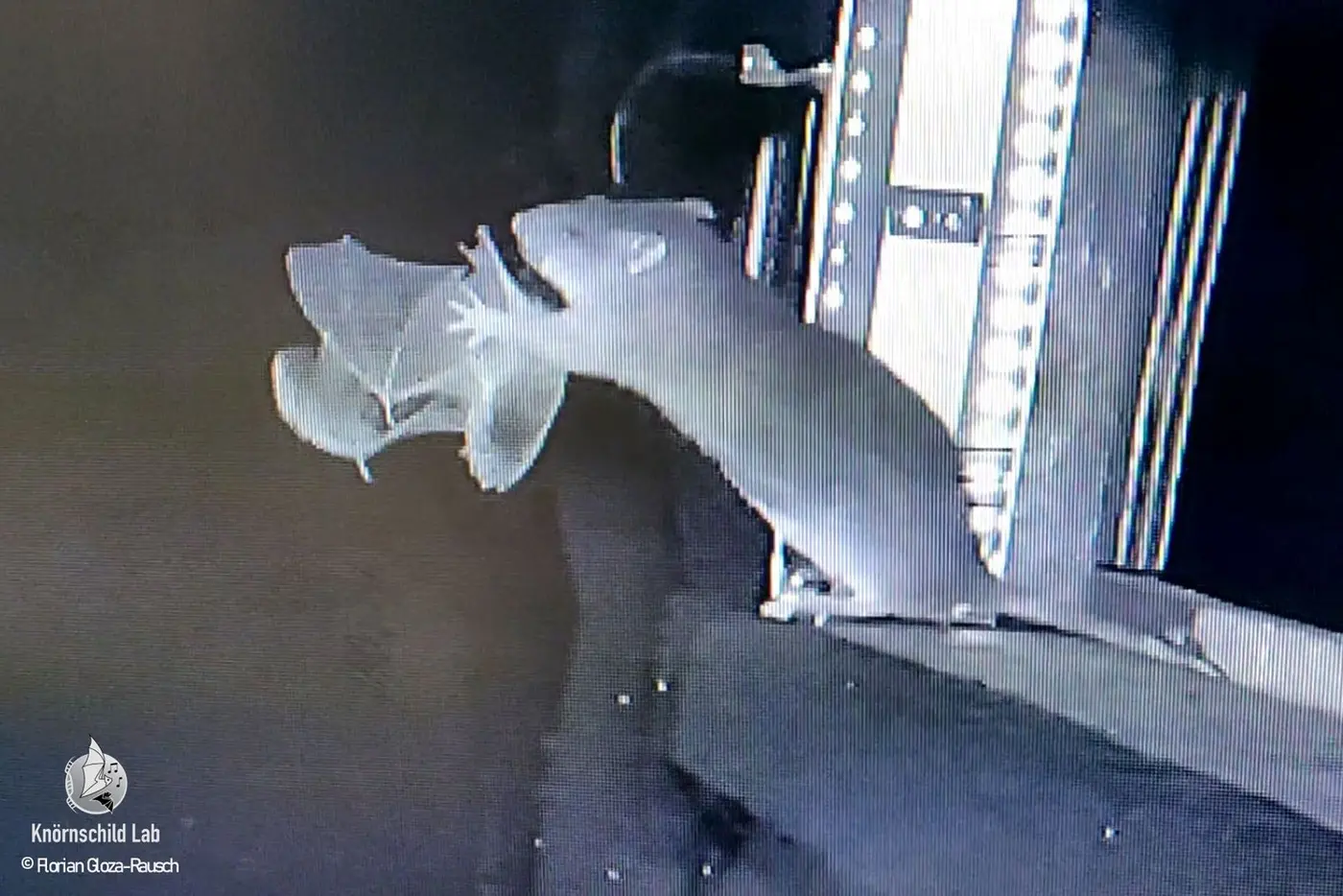rats snatching bats out of the air and eating themresearchers got it on video