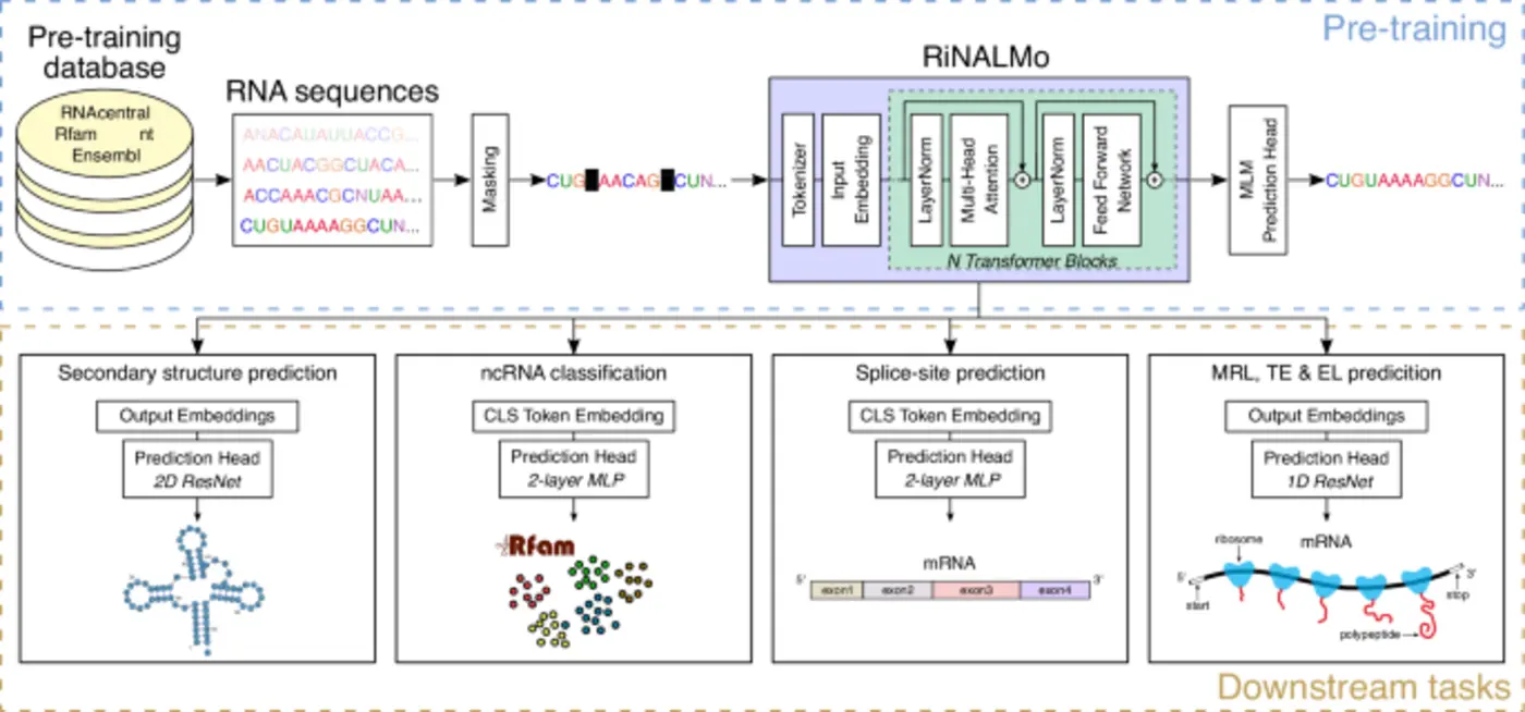 rna language models can generalize well on structure prediction tasks