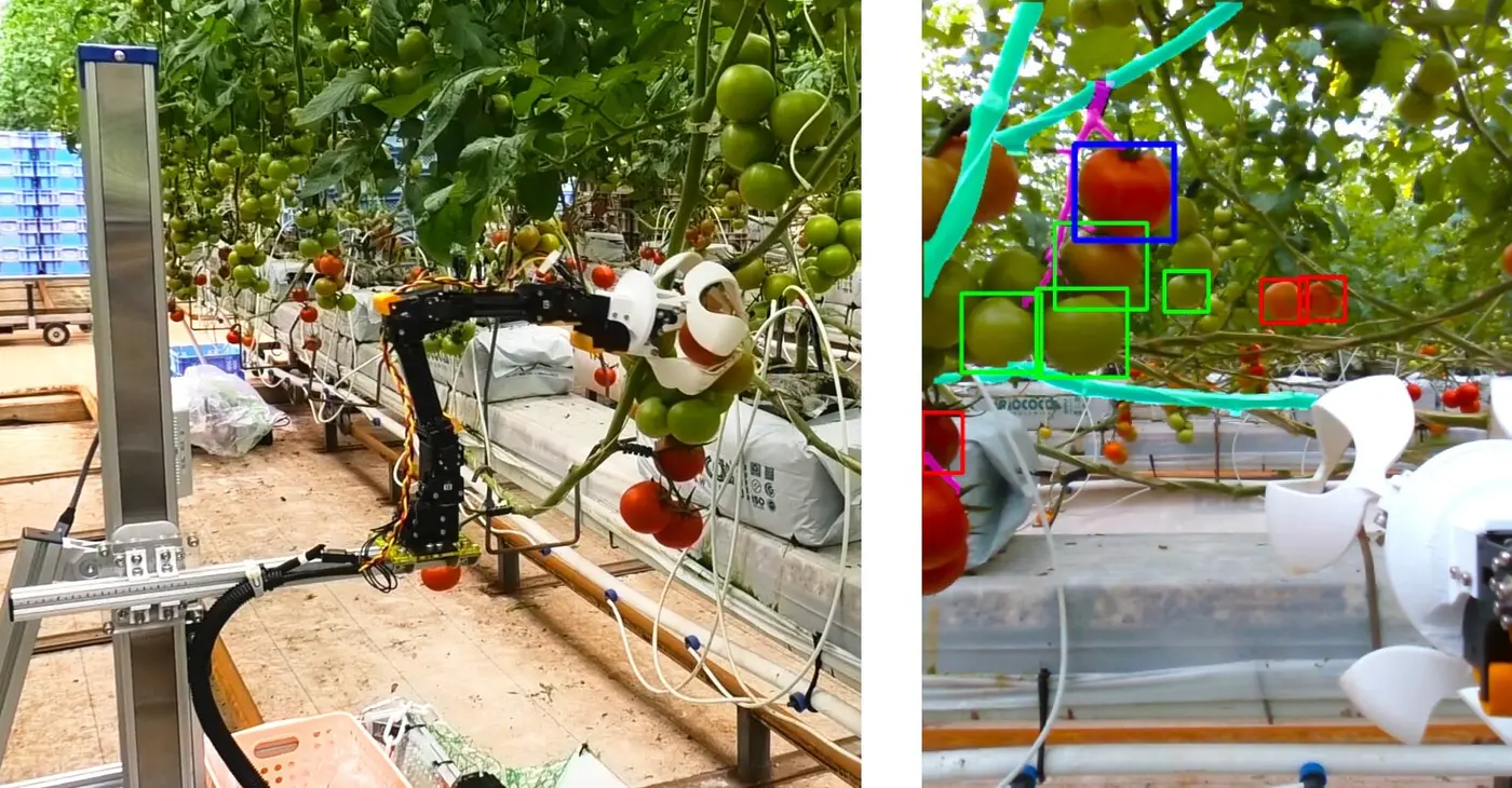 robocrop teaching robots how to pick tomatoes
