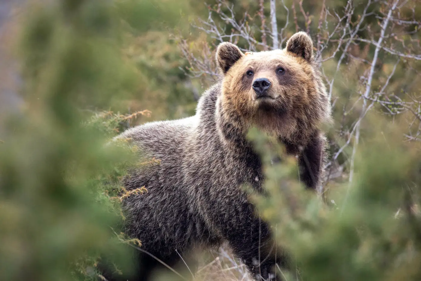italian bears living near villages have evolved to be smaller and less agressive
