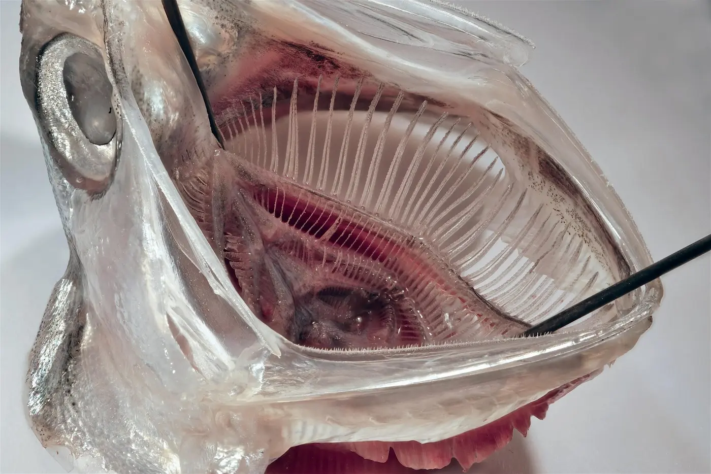 scientists develop new fishinspired filter that removes 99 of microplastics