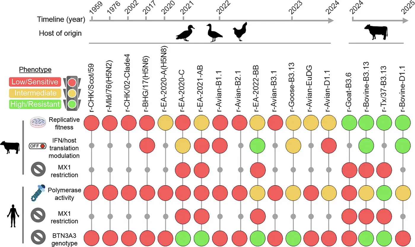 recent h5n1 bird flu variants show increased ability to infect dairy cattle