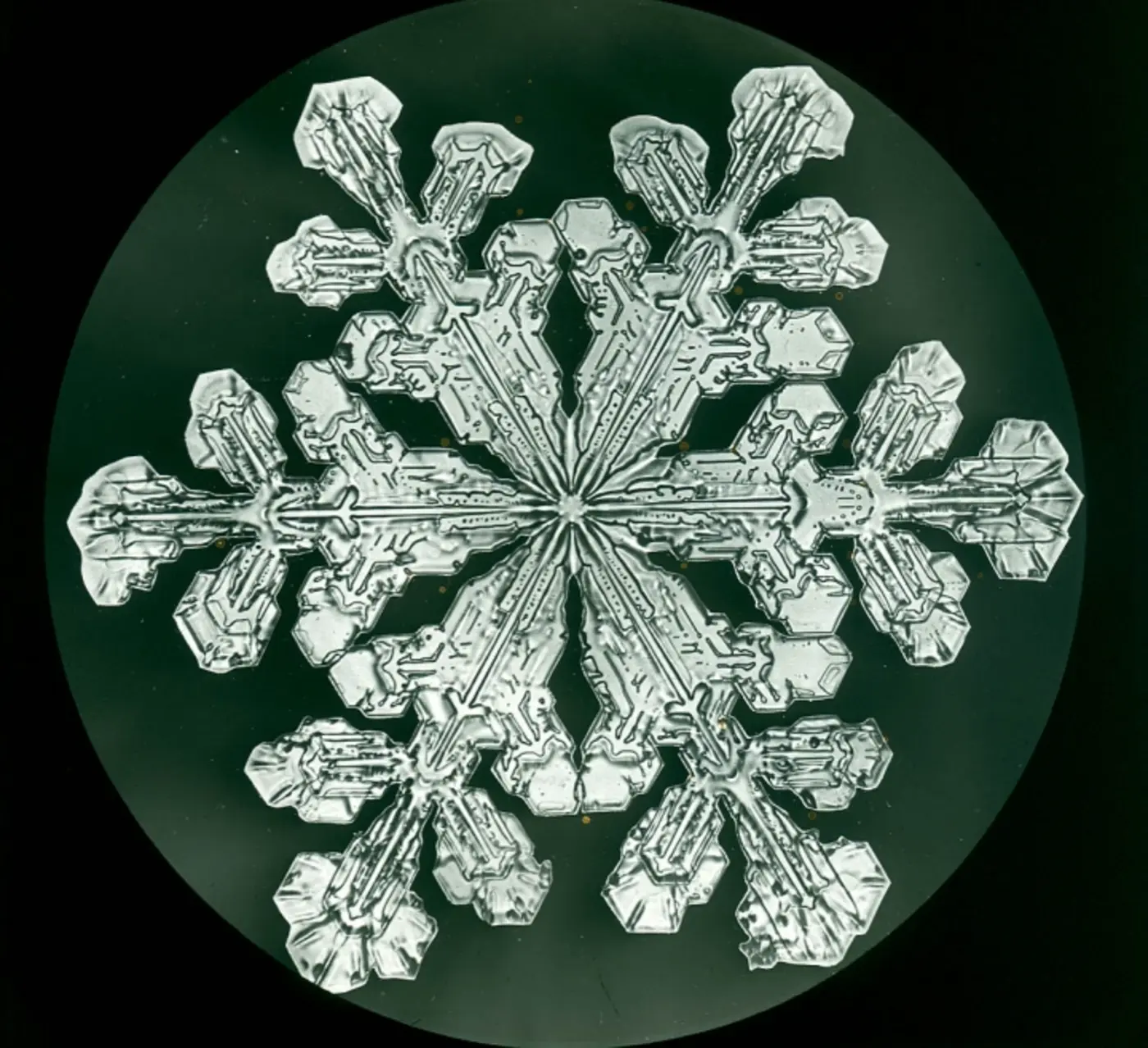 the first photographs of snowflakes discover the groundbreaking microphotography
