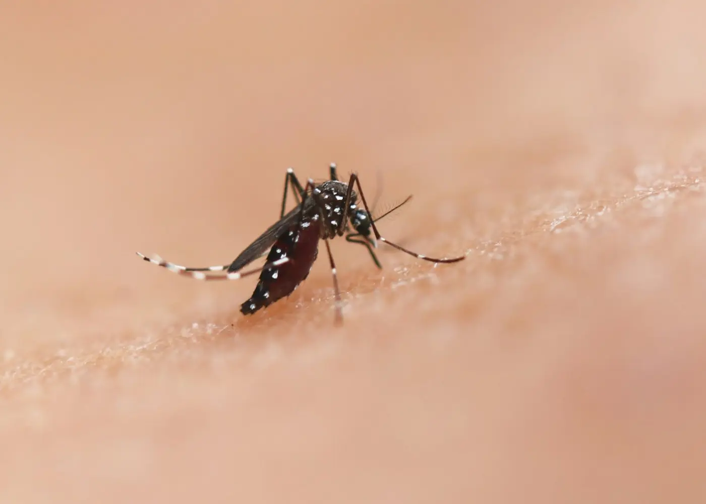 new gene drive stops the spread of malariawithout killing any mosquitoes