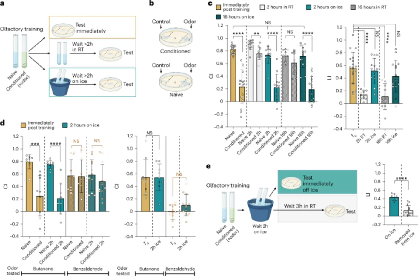 cold and lithium delay forgetting of olfactory memories in c elegans