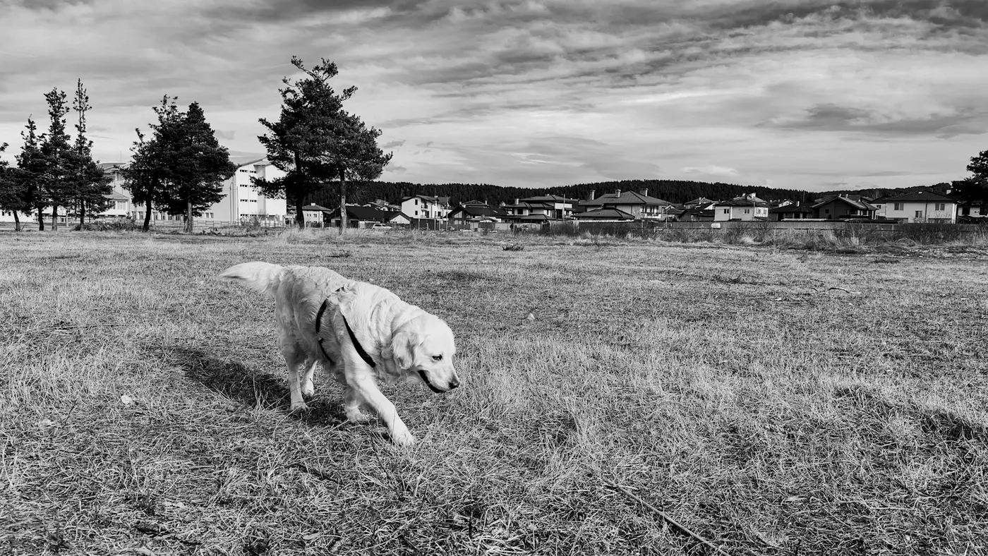 go gray not cray why you should grayscale your phone