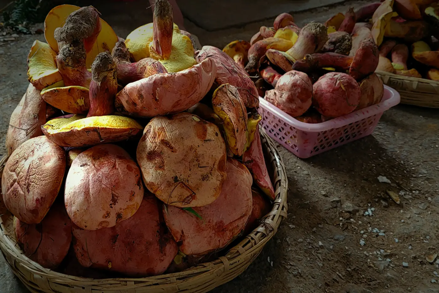 experts explore new mushroom which causes fairytalelike hallucinations