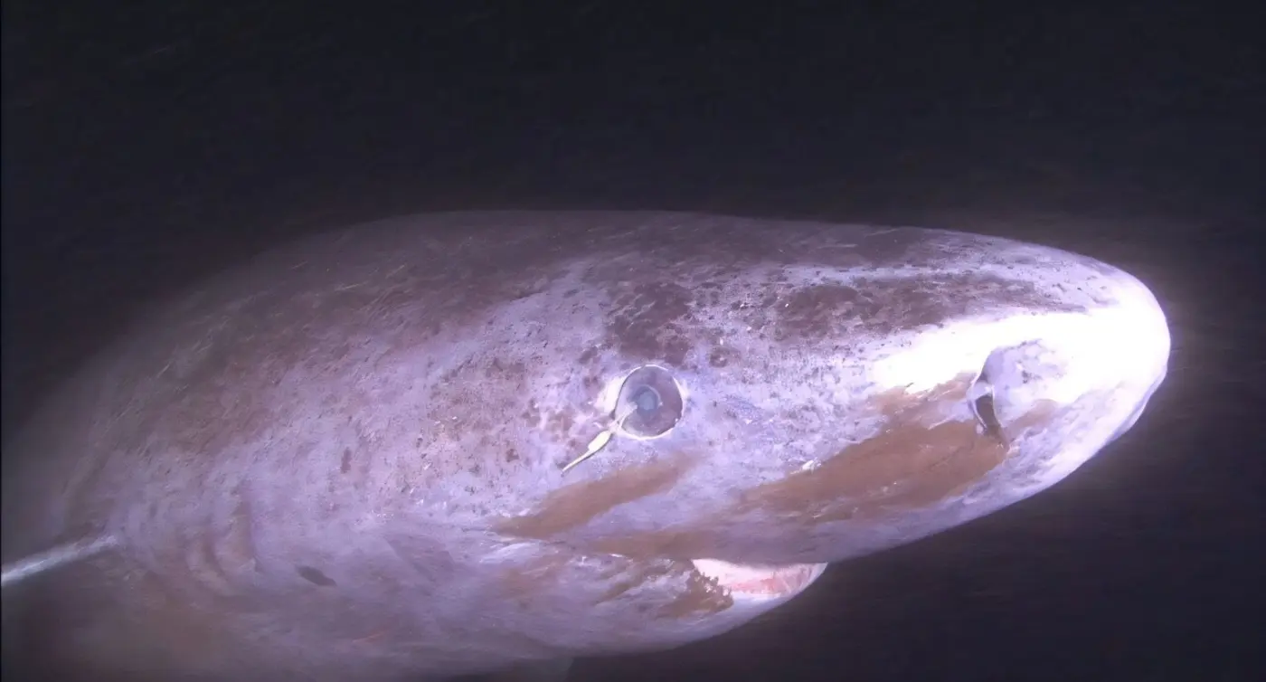 greenland sharks maintain vision for centuries through dna repair mechanism