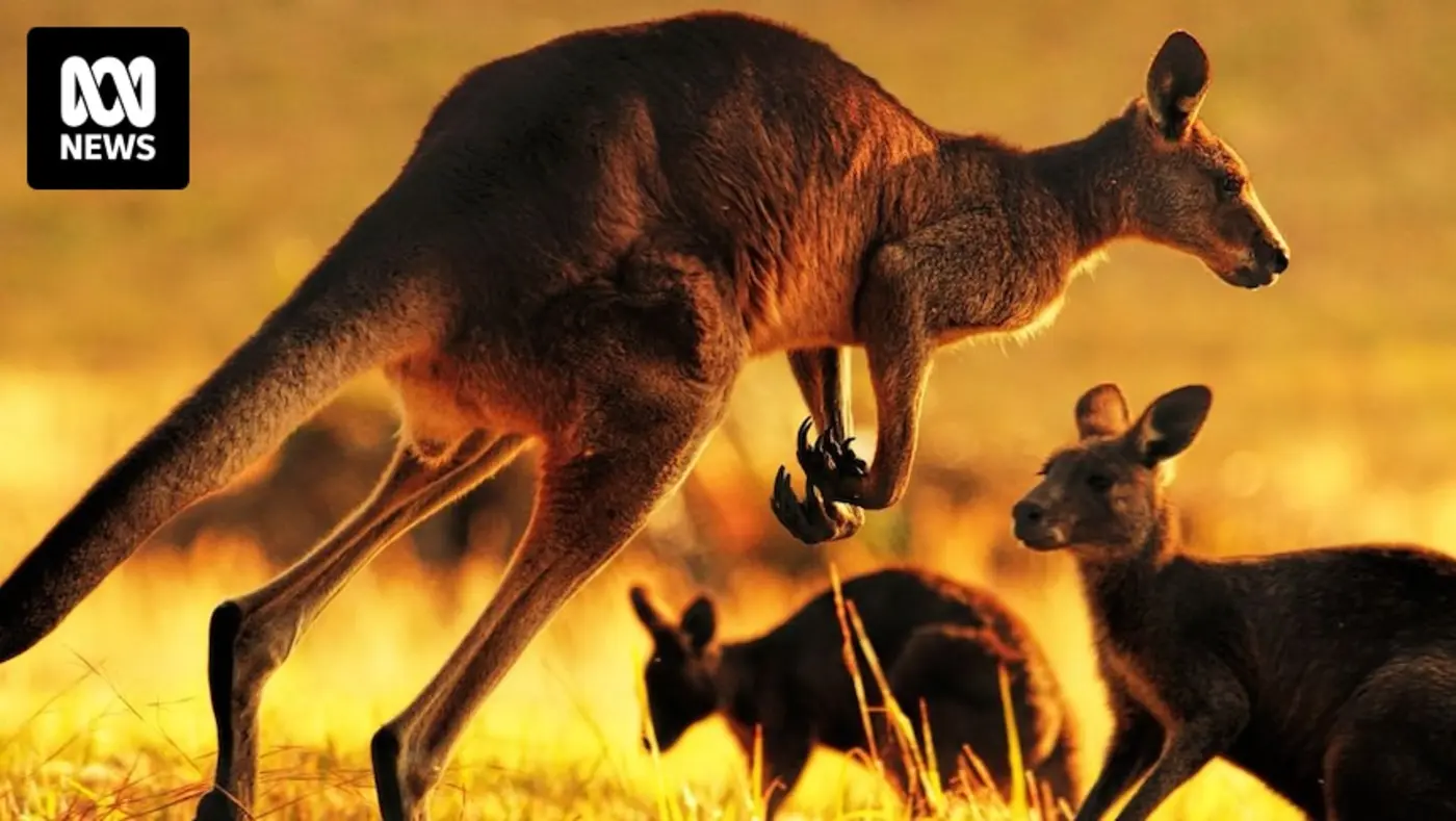 do kangaroos drown predators and do dogs poo facing north