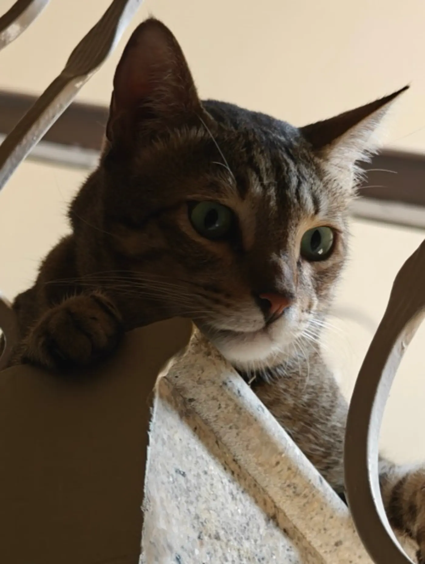 a cat named vibhishana