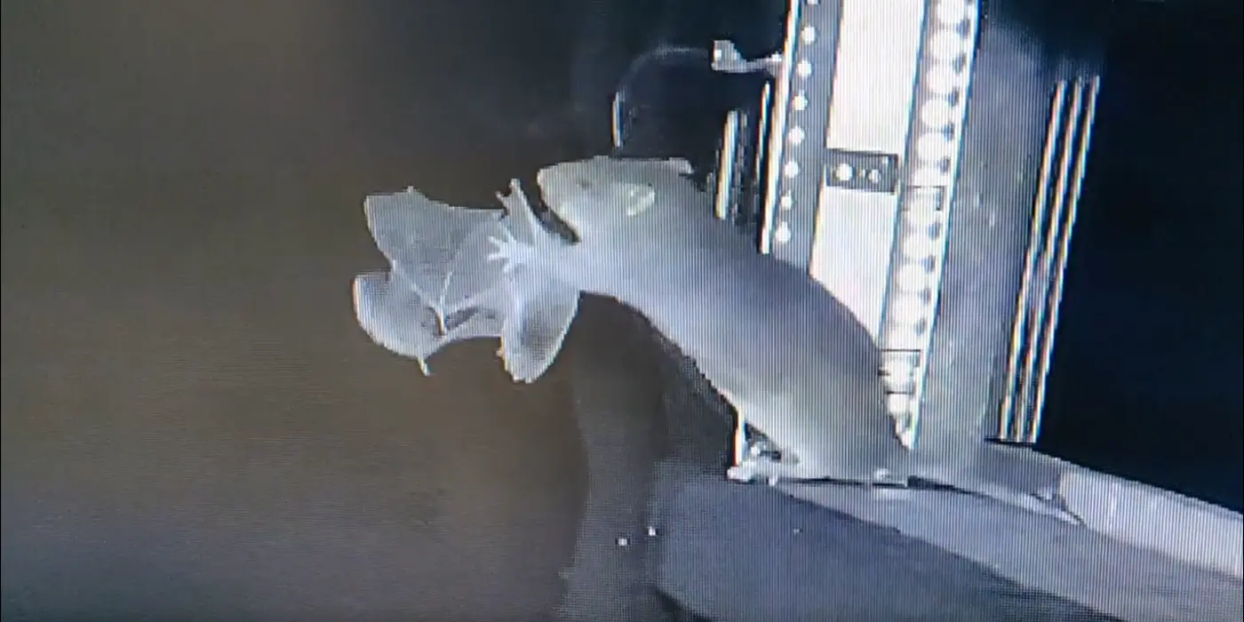rats caught on camera hunting flying bats