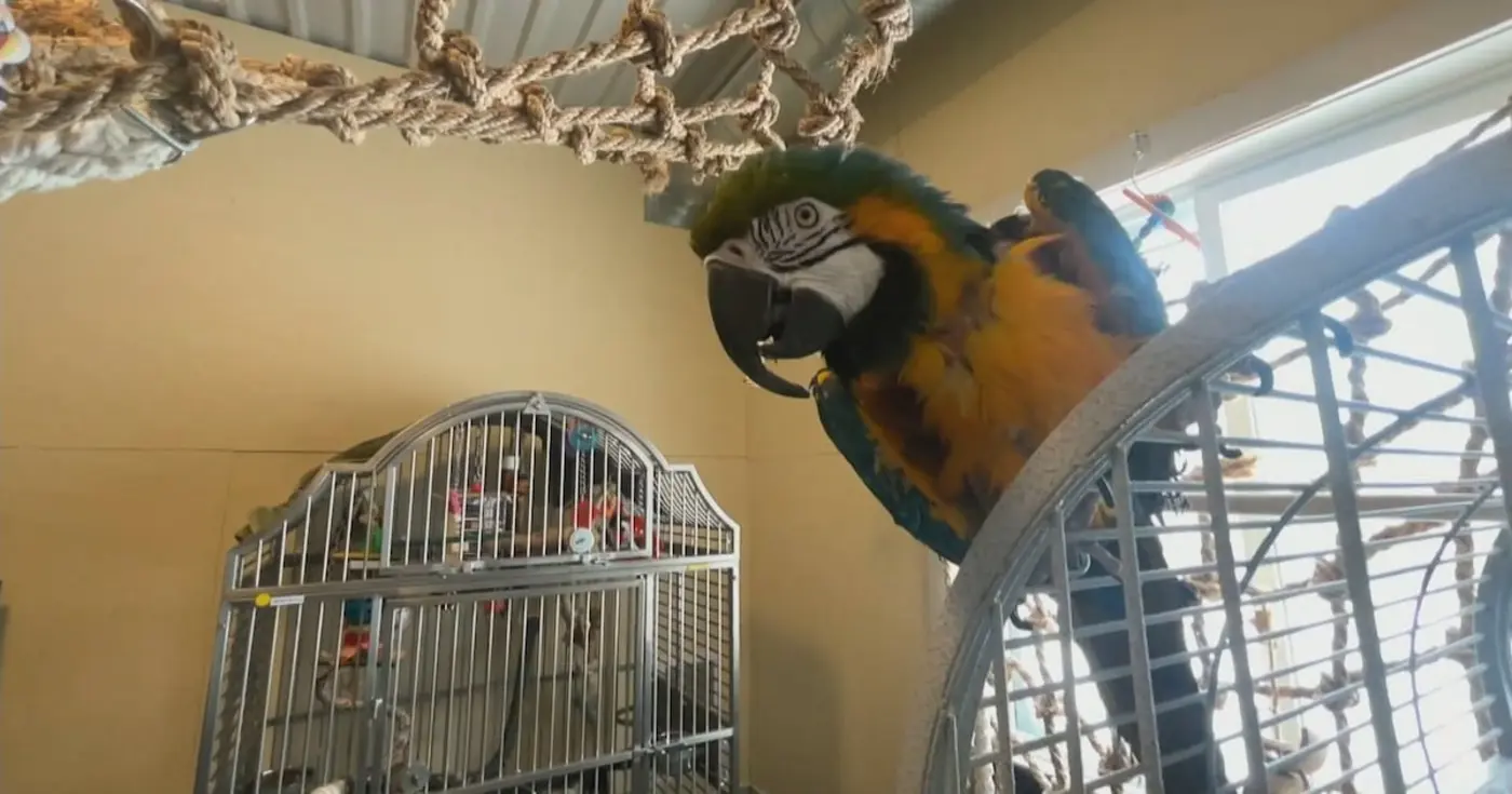 experts warn of growing parrot crisis in canada