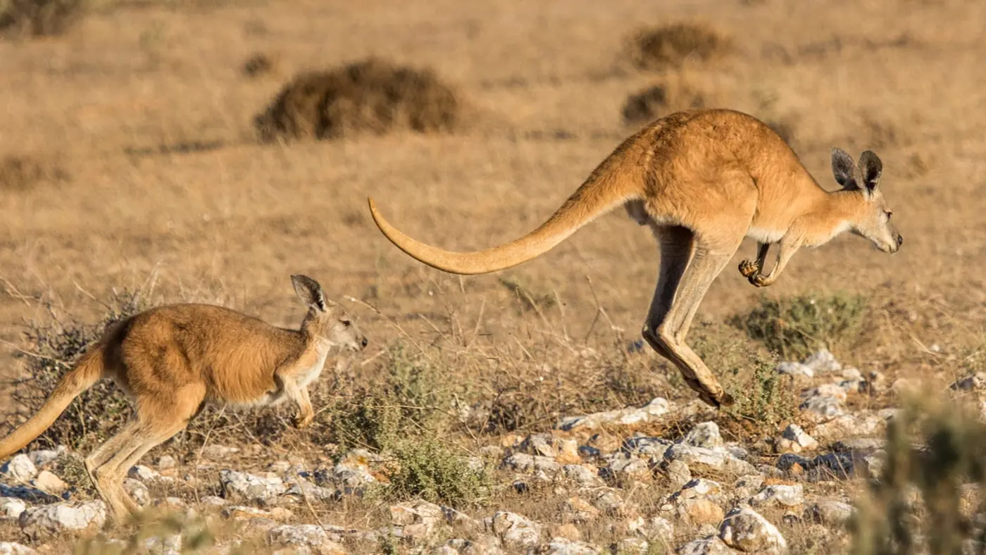 why every country should set 16 as the minimum age for social media accounts