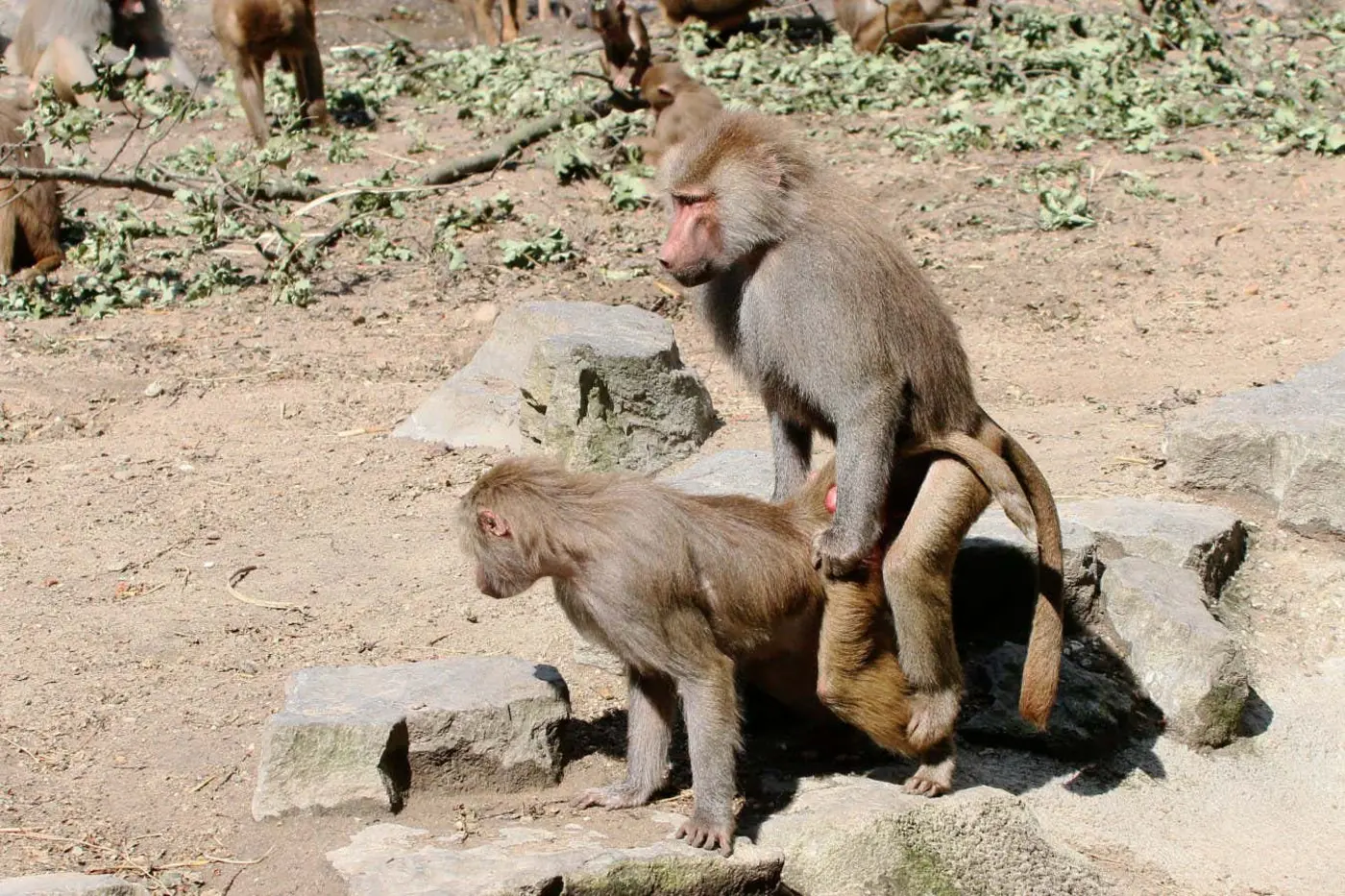 is there an evolutionary reason for samesex sexual behaviour