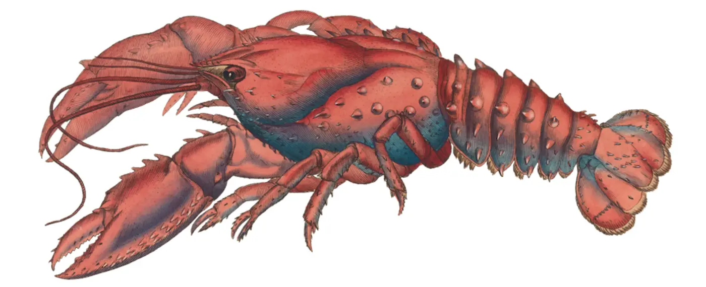 how the lobsters front page works