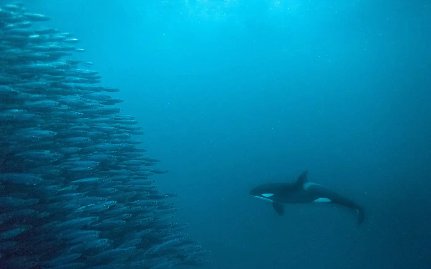 evolution unleashed 2018