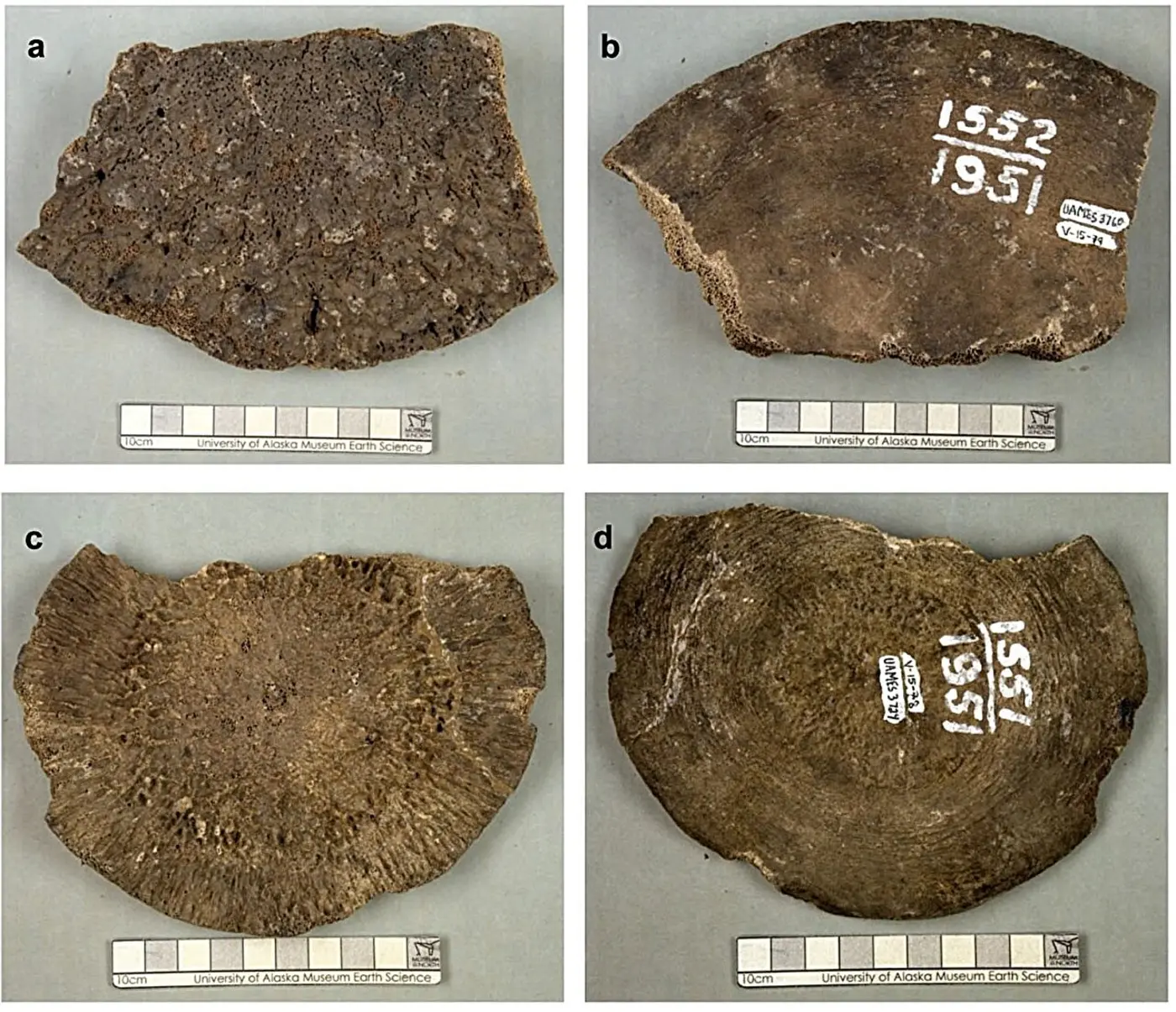 mammoth fossils from alaska turn out to belong to two ancient whales