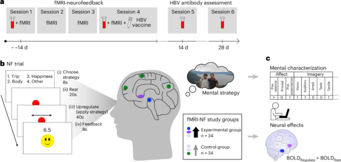 upregulation of reward mesolimbic activity and immune response to vaccination
