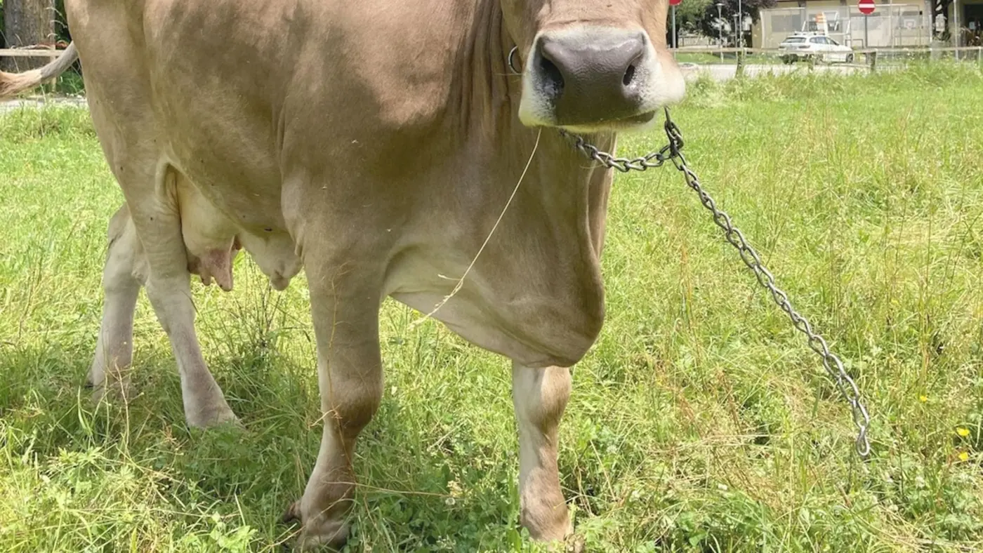 cow uses tool to scratch herself