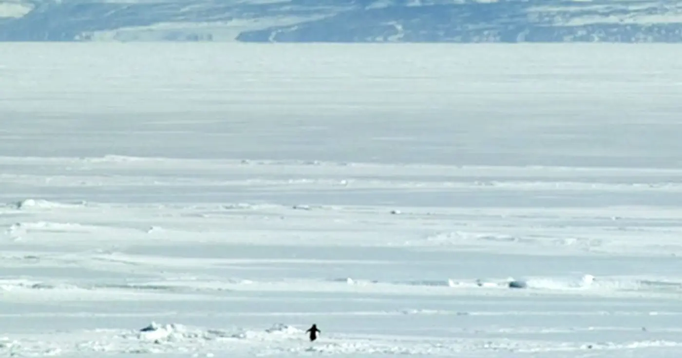 what does werner herzogx27s nihilist penguin teach us about life