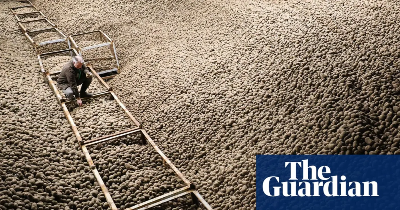 berlin record harvest sparks mass giveaway of free potatoes