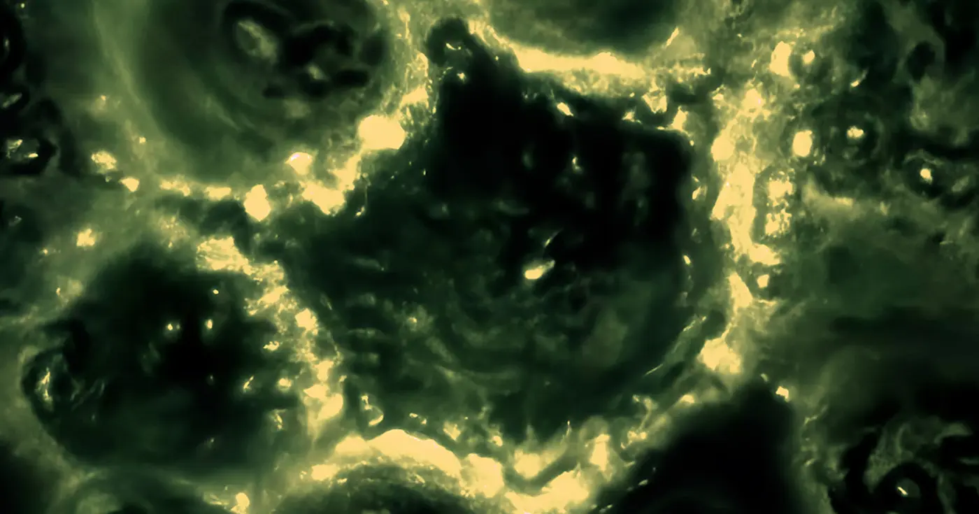 cells use x27bioelectricityx27 to coordinate and make group decisions