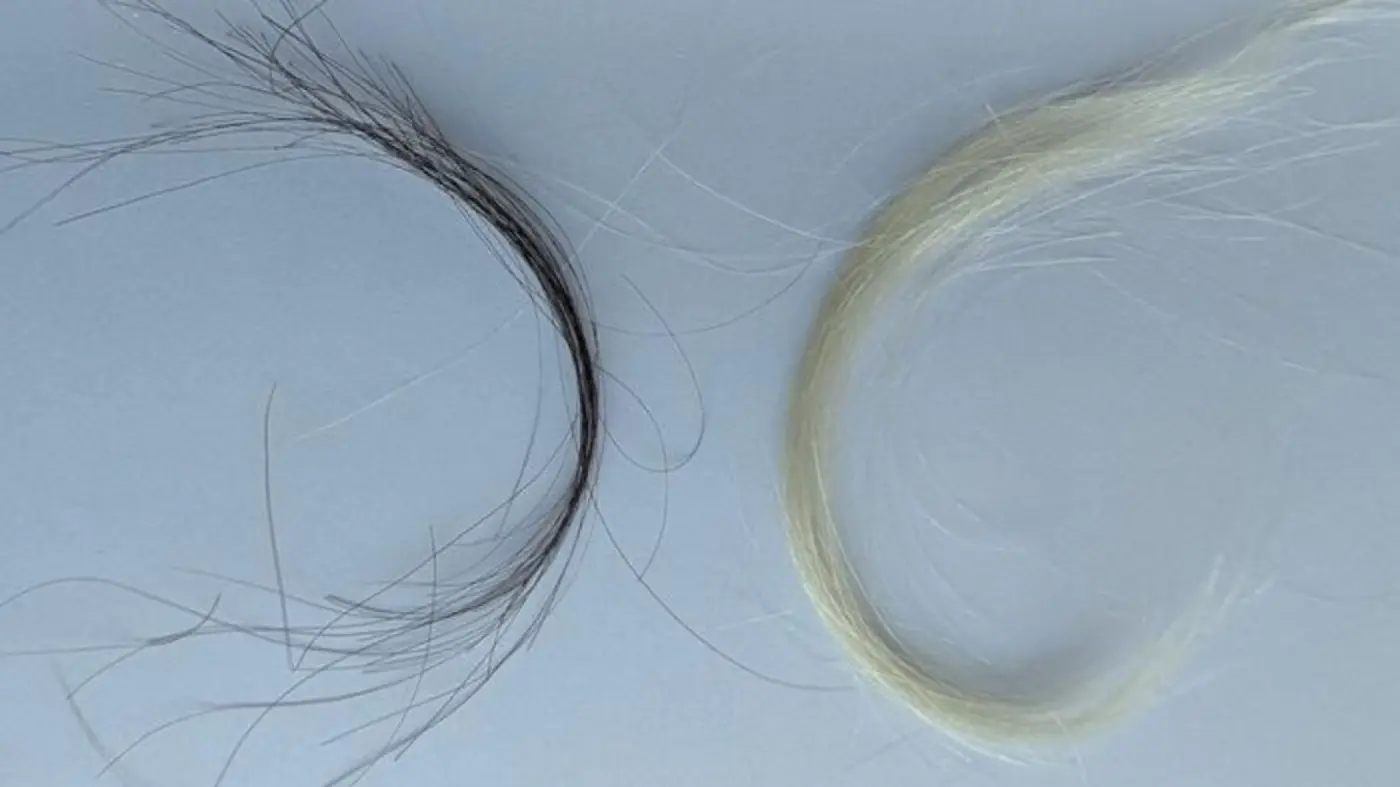 a century of hair samples proves leaded gas ban worked